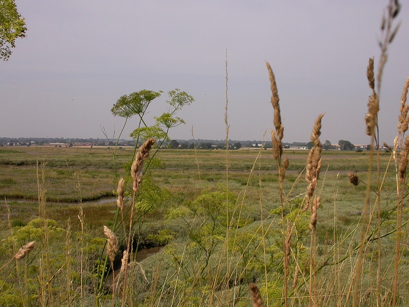 Graveney Salt Marsh.JPG